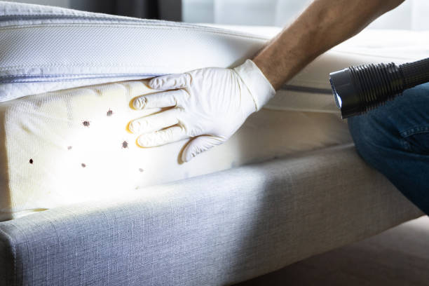 Best Residential Pest Control  in Westmere, NY
