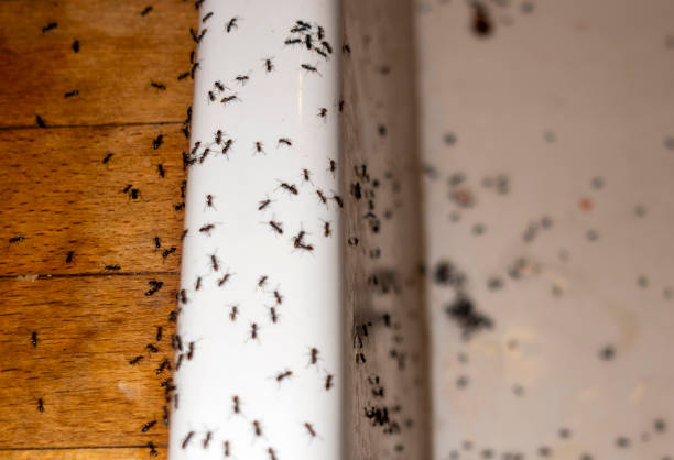 Spider Control Near Me in Westmere, NY