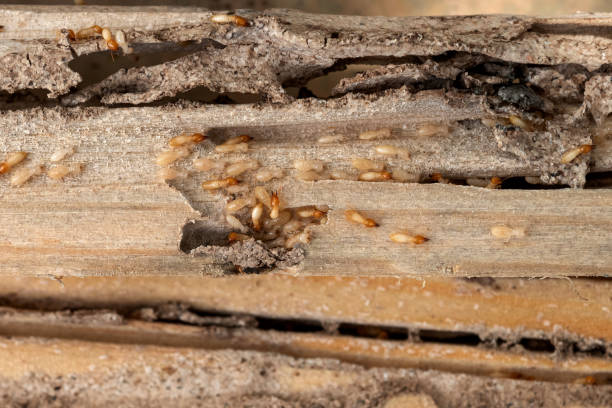 Best Commercial Pest Control Services  in Westmere, NY