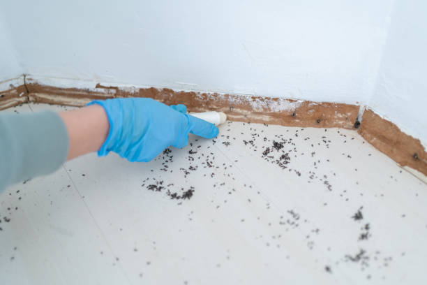 Best Wildlife Control Services  in Westmere, NY
