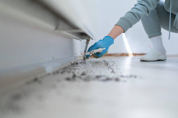 Best Flea Control Services  in Westmere, NY